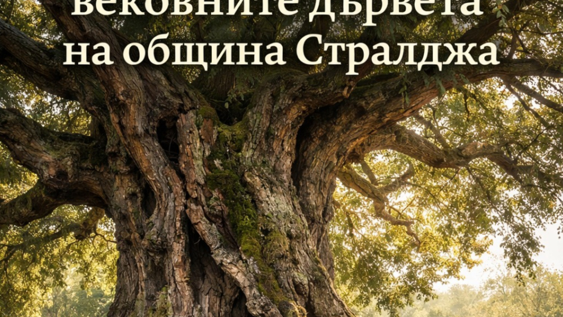 Конкурс за вековни дървета се провежда в Стралджа
