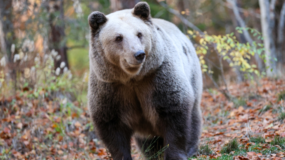 El Parque de los Osos en Belitsa: 25 años rescatando animales en peligro
