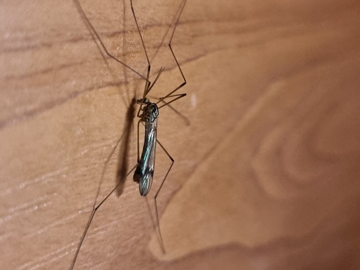 Two people in Bulgaria have died of West Nile Virus