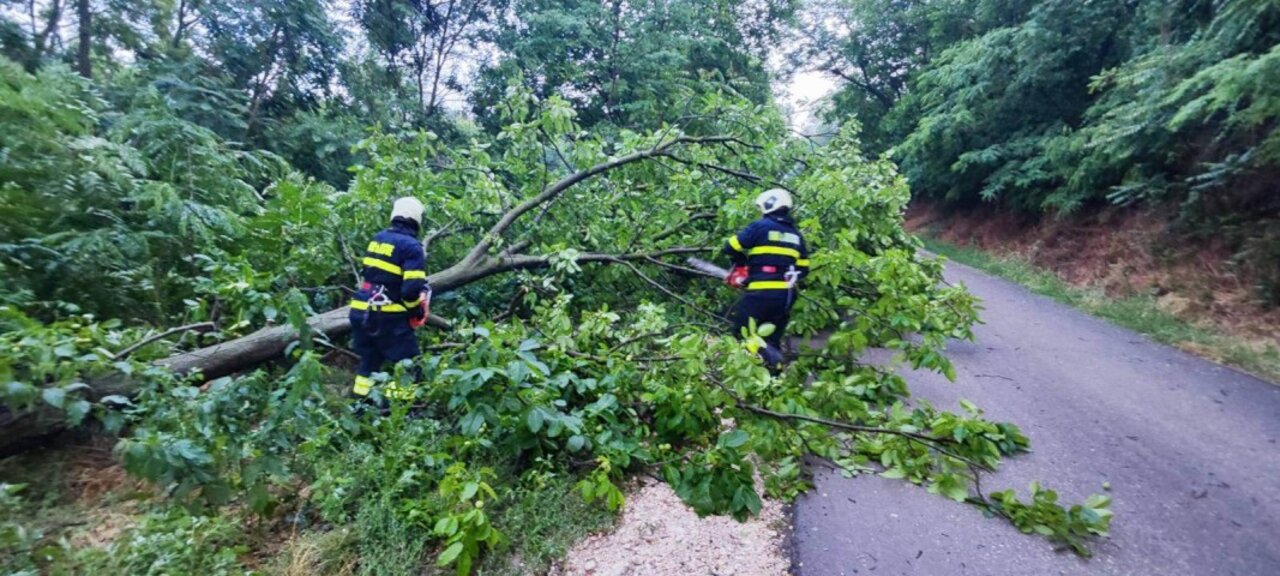 Затруднено е движението по пътя Бургас – Царево заради паднало дърво