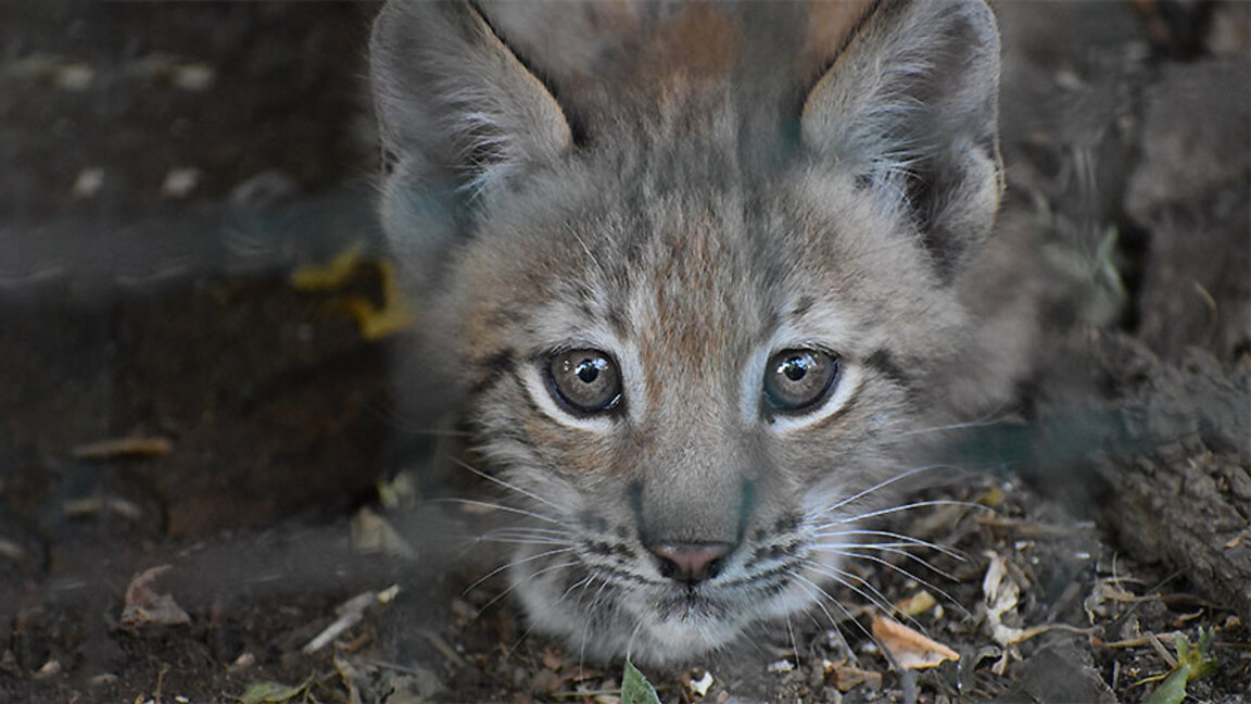 Sofia Zoo director Dobromir Borislavov is particularly proud of the zoo lynx cubs.