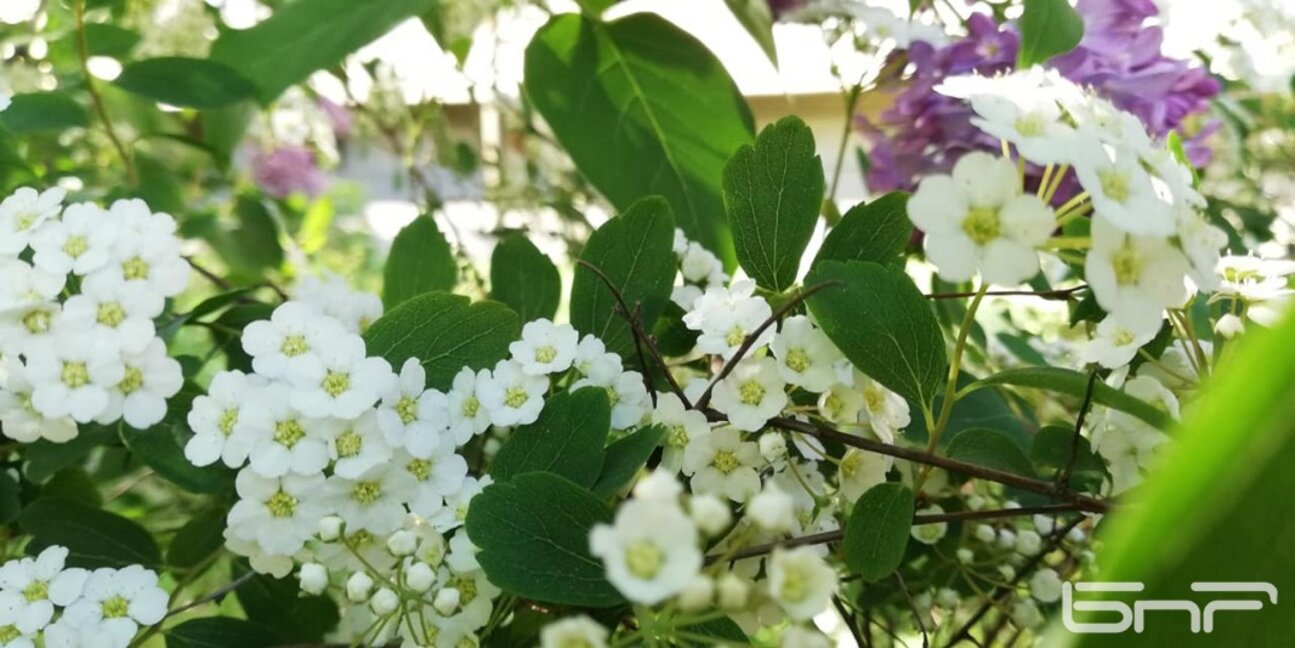 Майски сняг