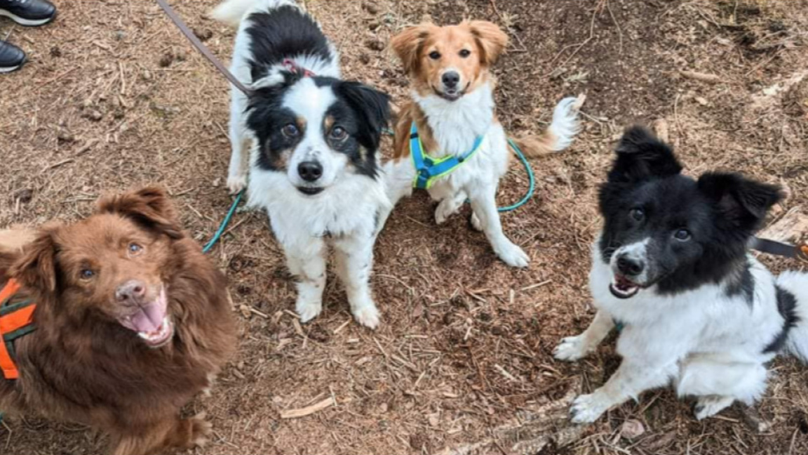 Нов план за по-малко бездомни животни в Тутракан