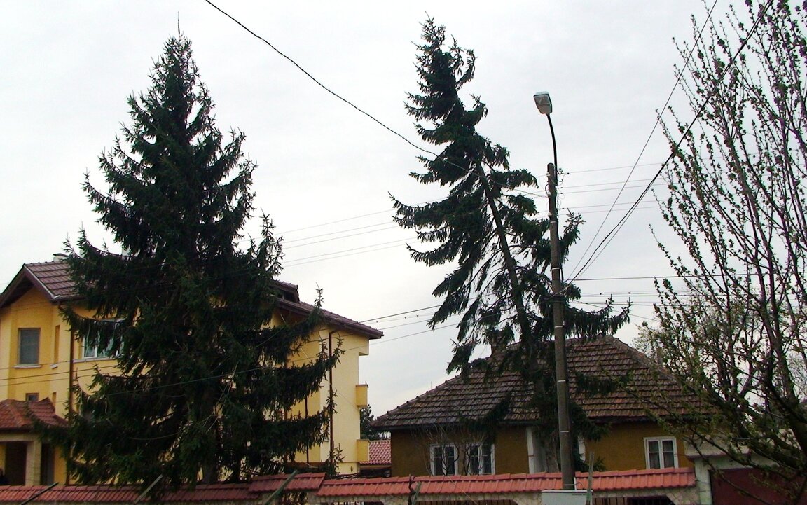 Parashikimi i motit për 12 marsin