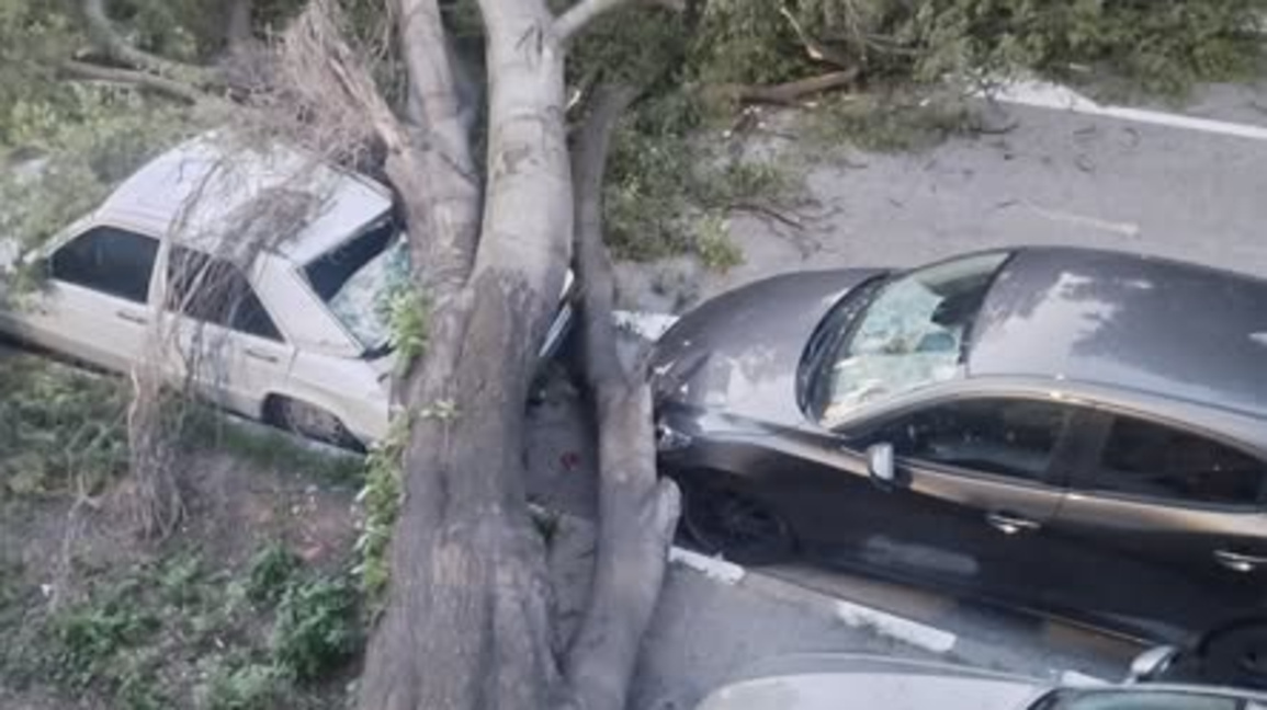 Дърво падна и нанесе щети на коли в Асеновград