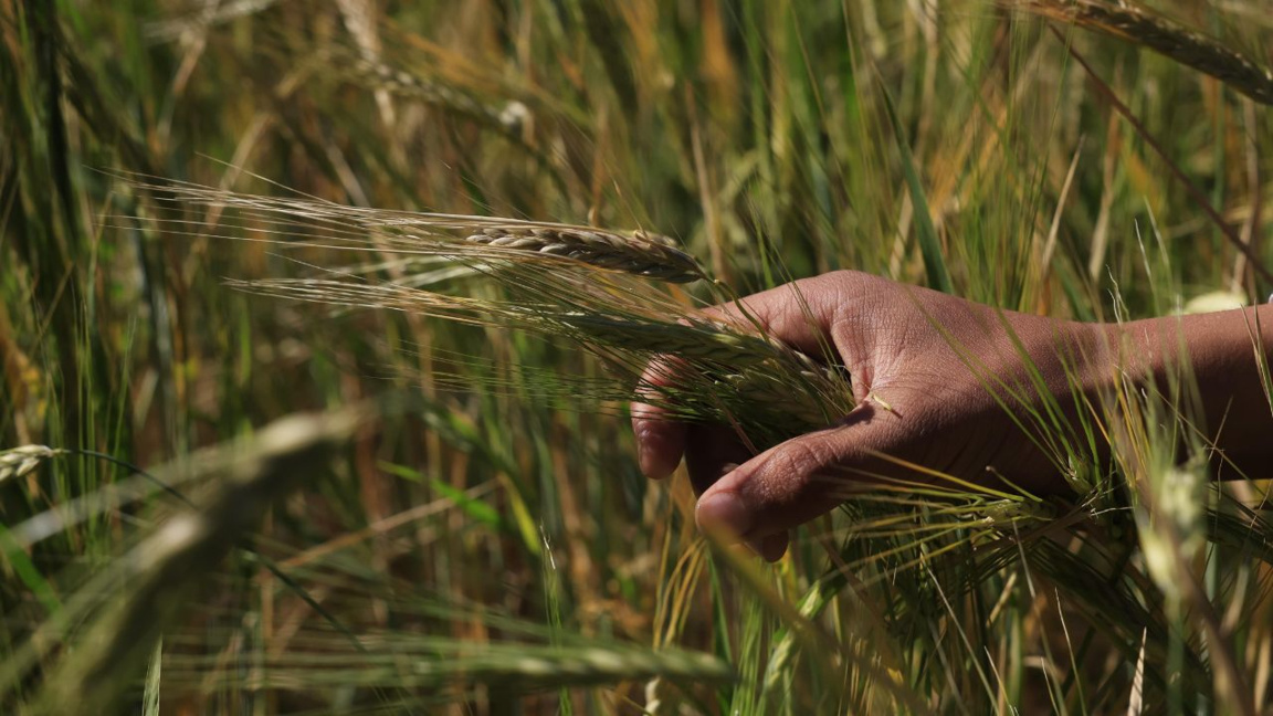 Comerțul agricol are deficit pentru prima dată în ultimele două decenii