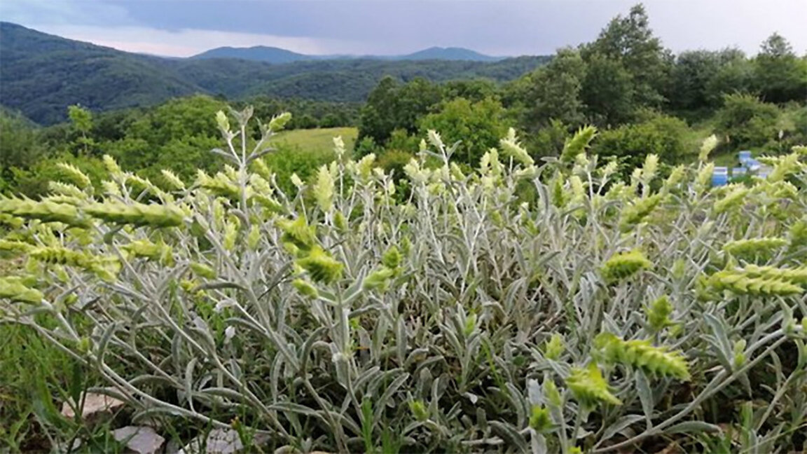 Strandzha Herbal Tea is now a protected product in the EU