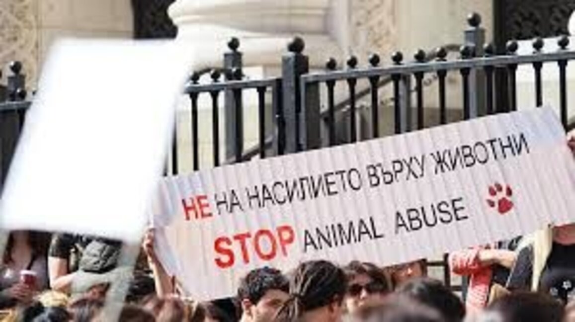 В Перник излизат на протест, заради насилието над животни