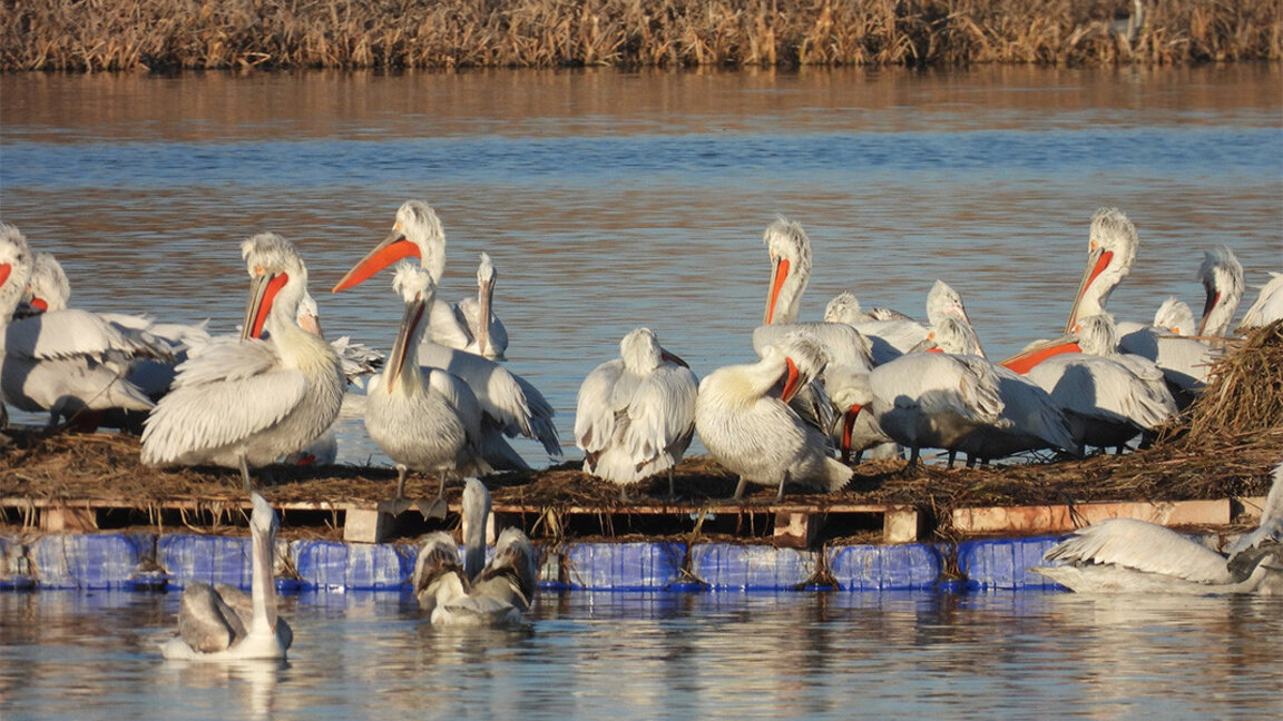Një koloni e re e pelikanit të rrezikuar dalmat u shfaq pranë qytetit Burgas