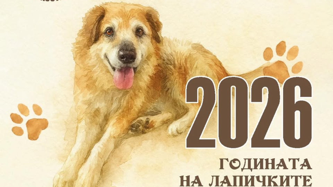 Безотговорните стопани и бездомните животни