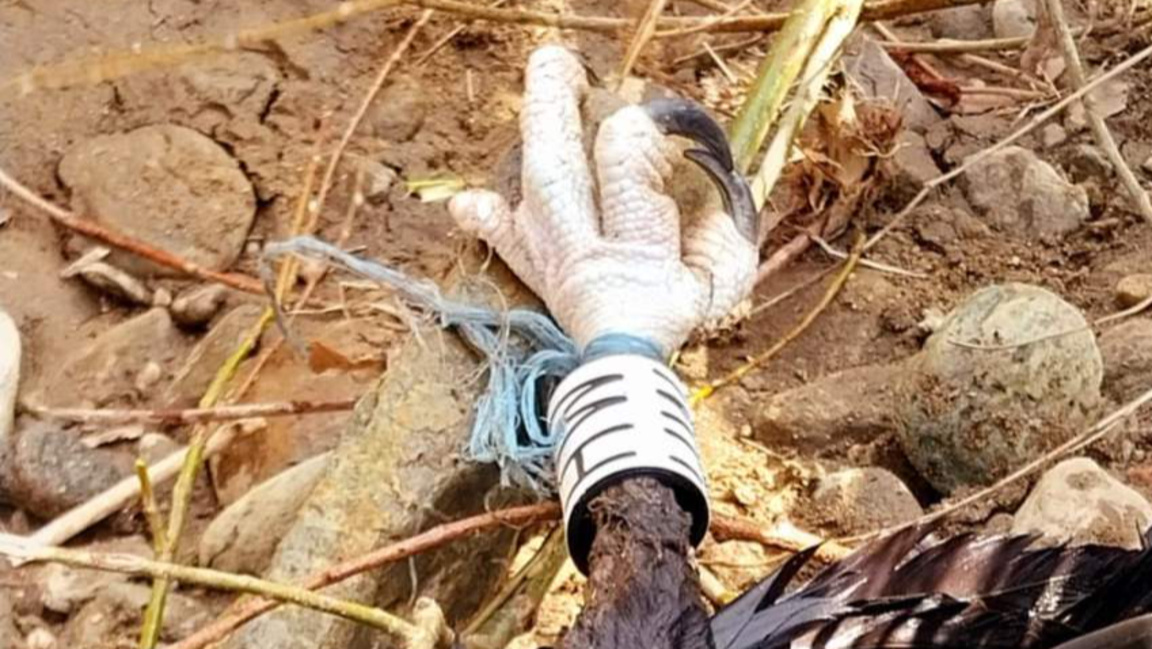 Нов случай на отравяне на черен лешояд