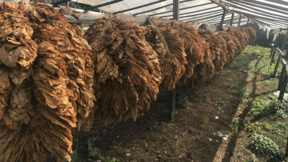 Kirkovo bölgesindeki tütün üreticilerinden daha yüksek alım fiyatı beklentisi 