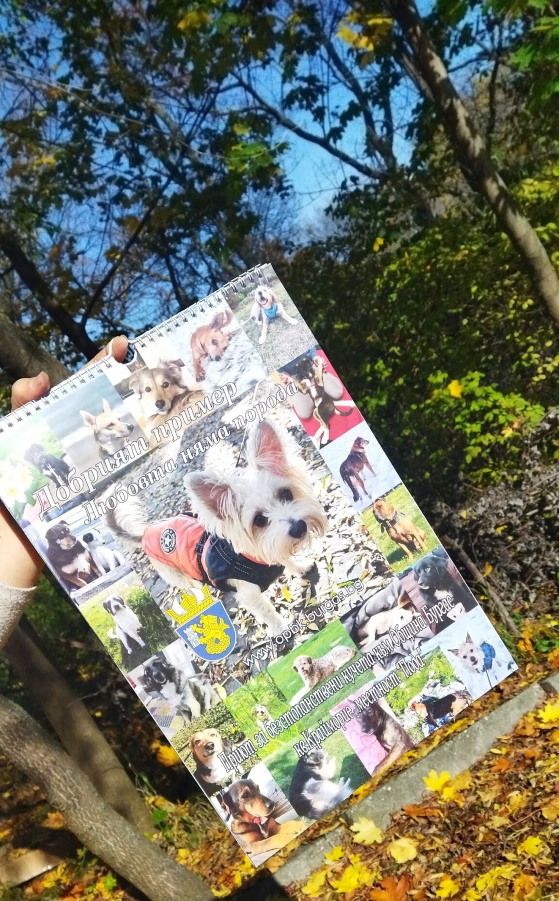 Повече бройки от календарите на Общинския приют за безстопанствени кучета в Бургас тази година