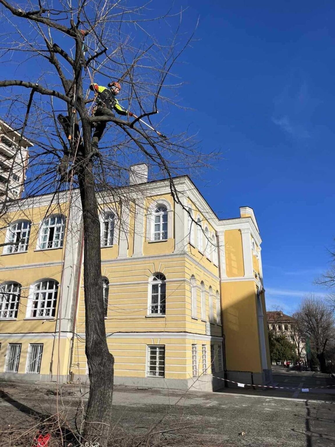 В Стара Загора повикаха "лекари" на дърветата за преглед на 147 зелени "пациенти"