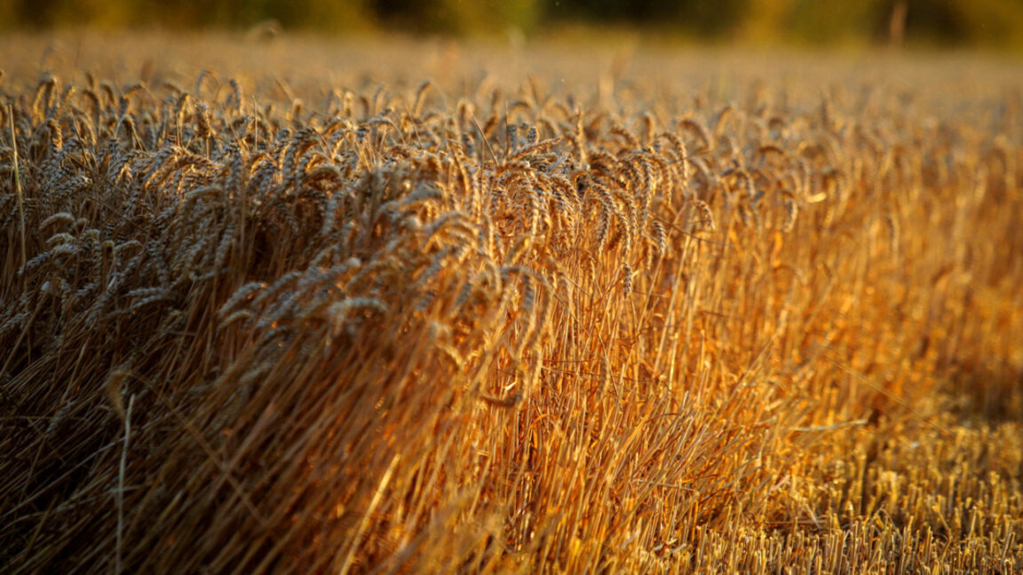Une autorité de coordination décidera des produits à importer d’Ukraine