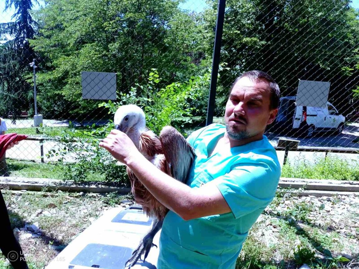Зоопарк Стара Загора и „Зелени Балкани“ с нова стъпка към завръщането на белоглавите лешояди в природата