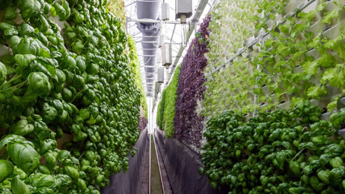 Sera sebze üreticilerine “de minimis” desteği