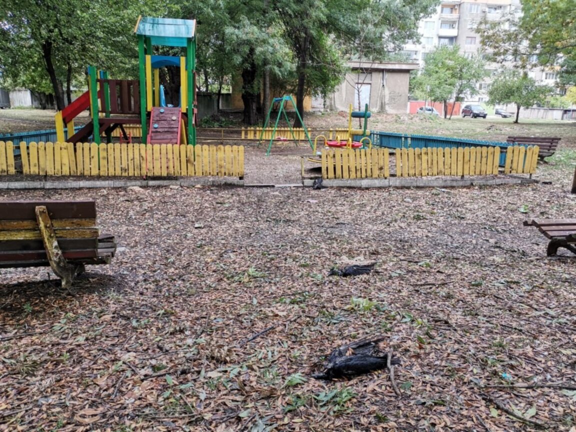 Пробите от мъртвите птици във Видин са отрицателни за опасни вируси
