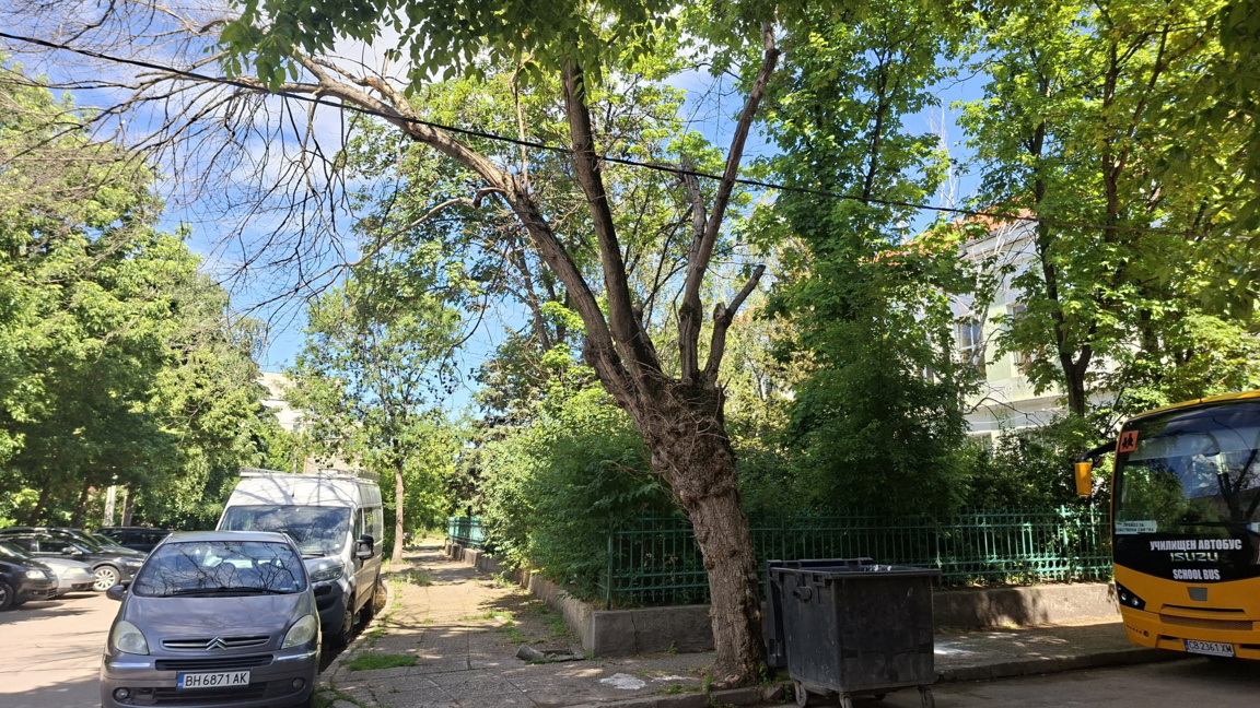 Изсъхнало дърво до ОУ "Свети Климент Охридски"