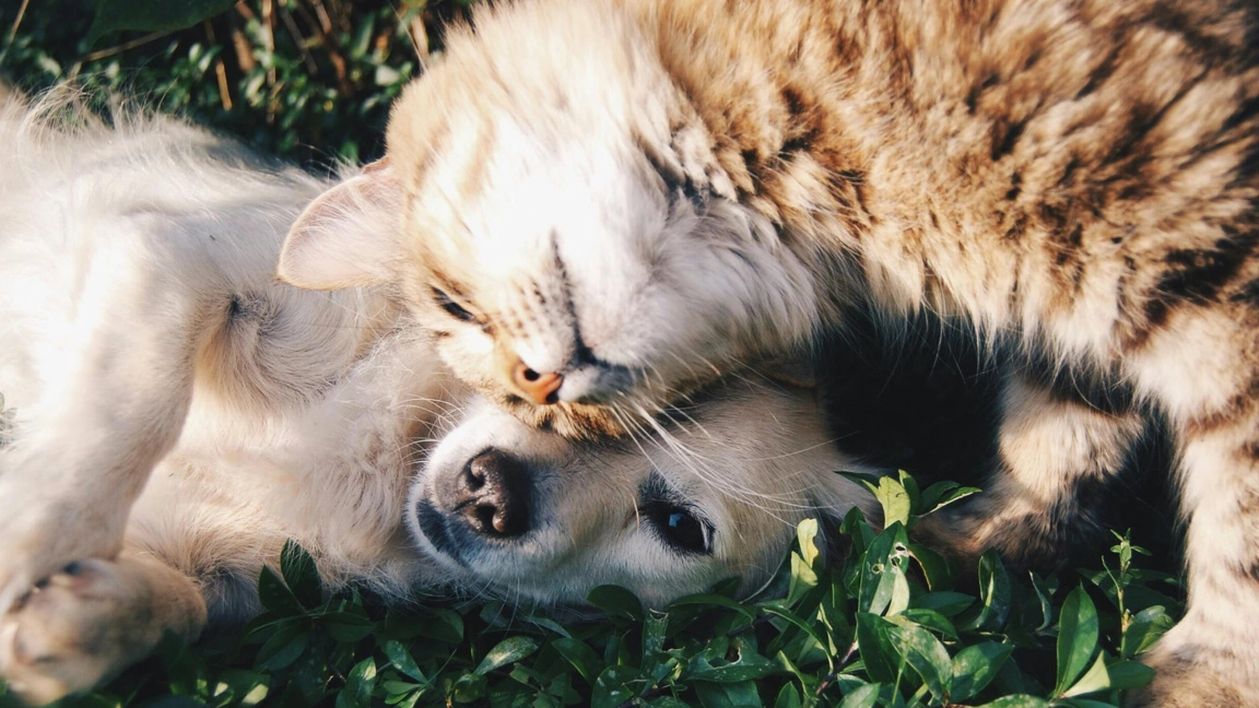 Нов закон в ЕС се бори с незаконната търговия с кучета и котки