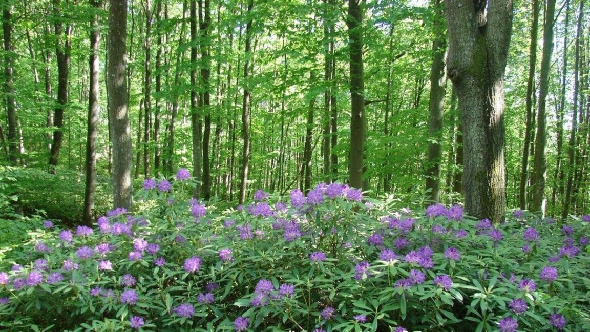 Das sagenumwobene Strandscha-Gebirge