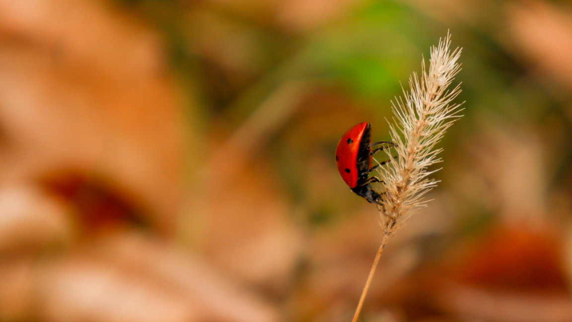 Разкажи ми пролетта!...
