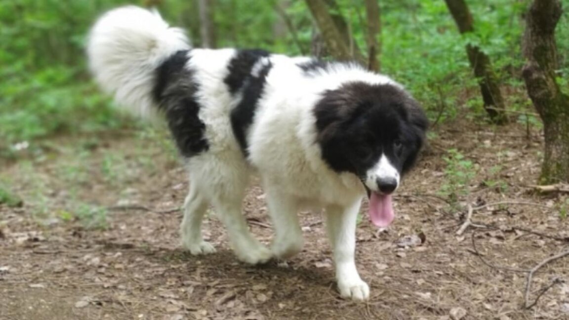 Das Dorf Trigrad ist Gastgeber des Nationalen Karakatschaner-Hundefestivals