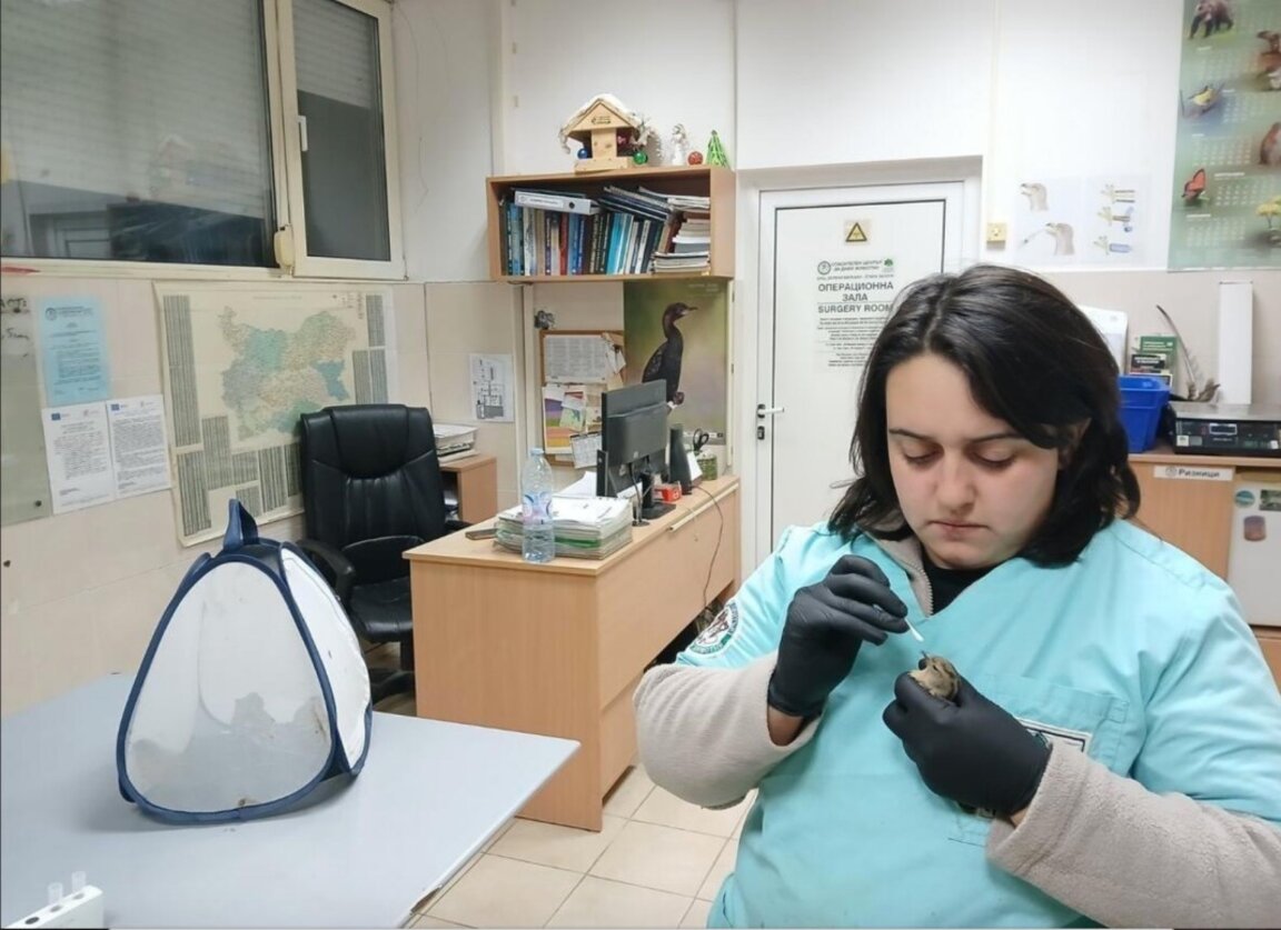 Столичная экоинспекция направила сигнал в полицию о гибели птиц у Копривштицы