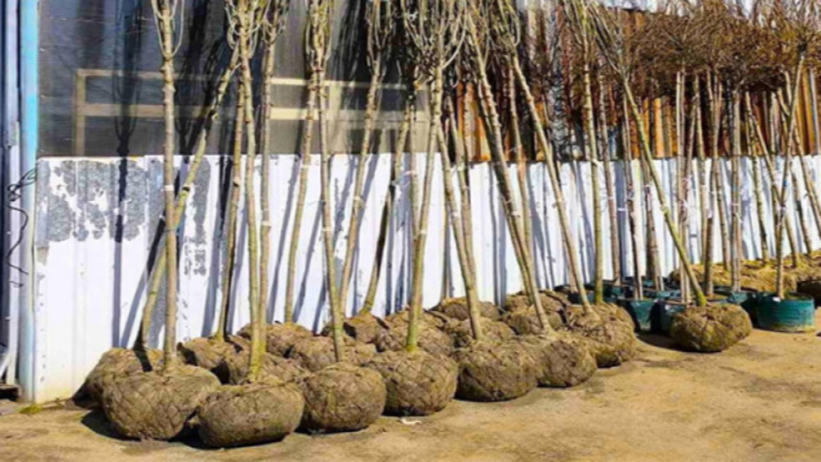 фиданки; засаждане на дръвчета