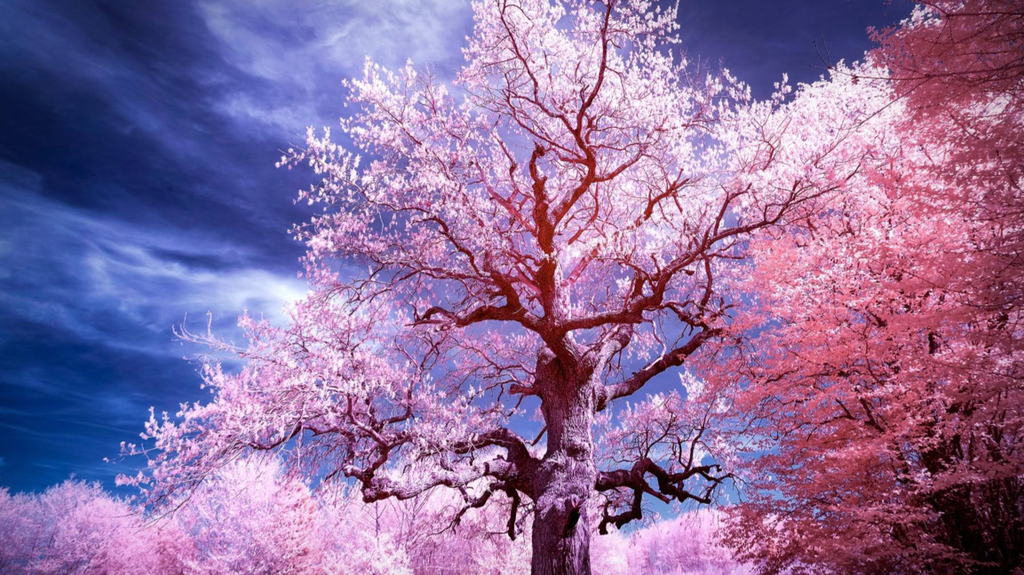 Инфраред изложба ще представят в Музея на фотографията в Казанлък