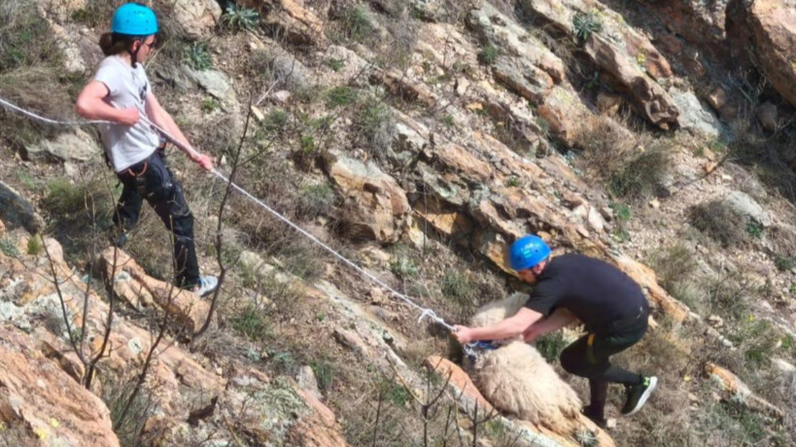 Koyun ve kuzusunun aylarca uçurumda mahsur kalması “Animals” dergisine konu oldu