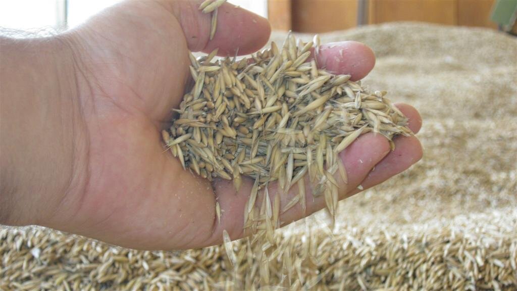 По 550 кг от декар са прибрани от есенниците във Врачанско