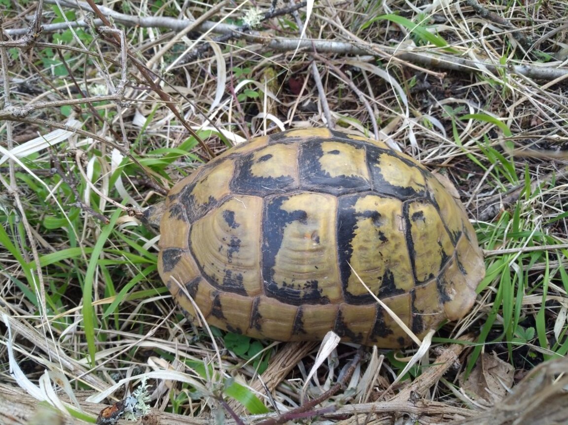 We celebrate World Turtle Day