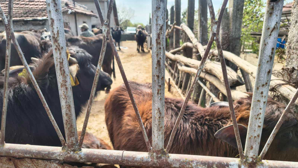 Антракс по животните