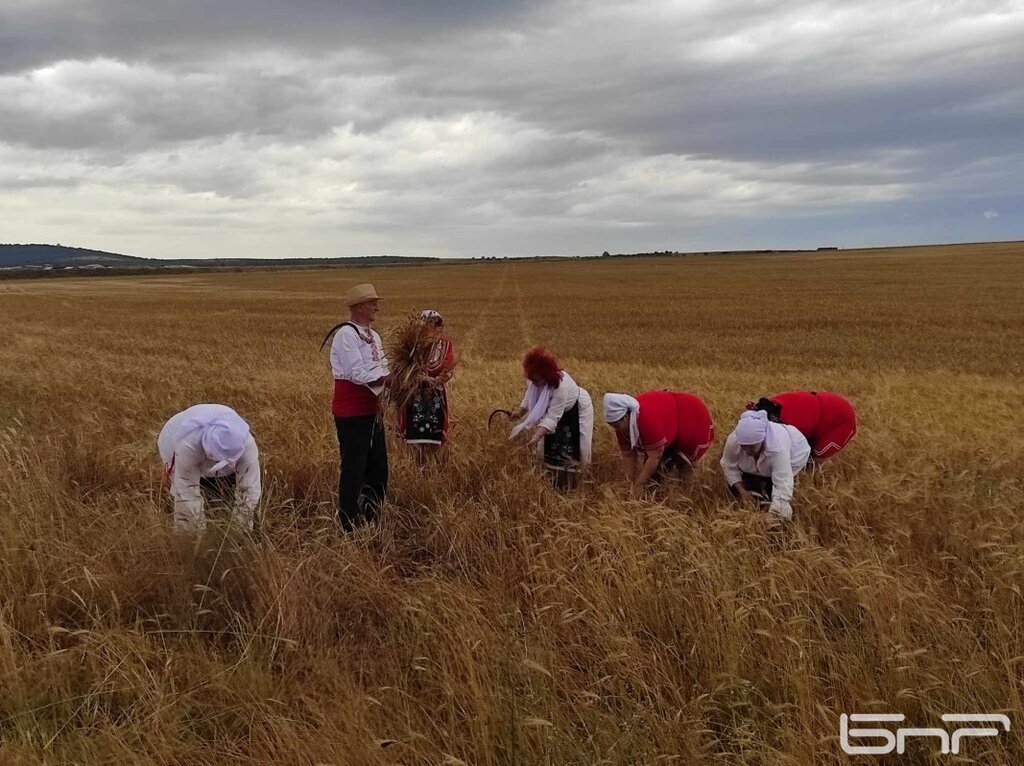С традиционен ритуал и хоро откриха жътвата в Бургаско (СНИМКИ)