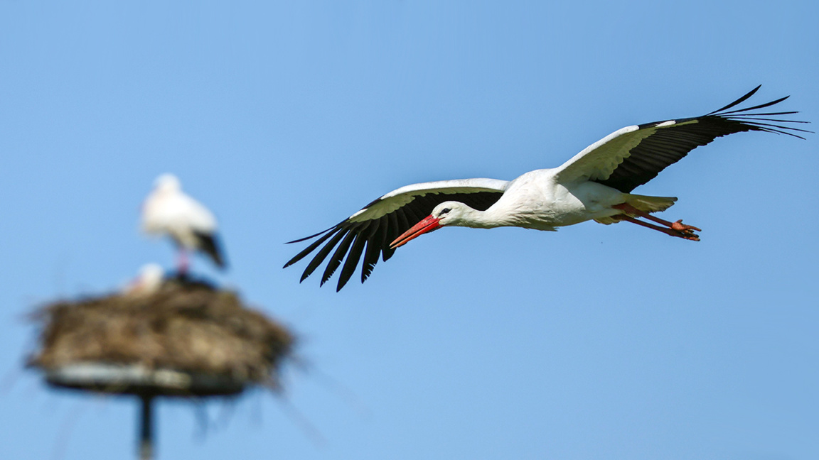 Zogjtë shtegtarë sjellin pranverën