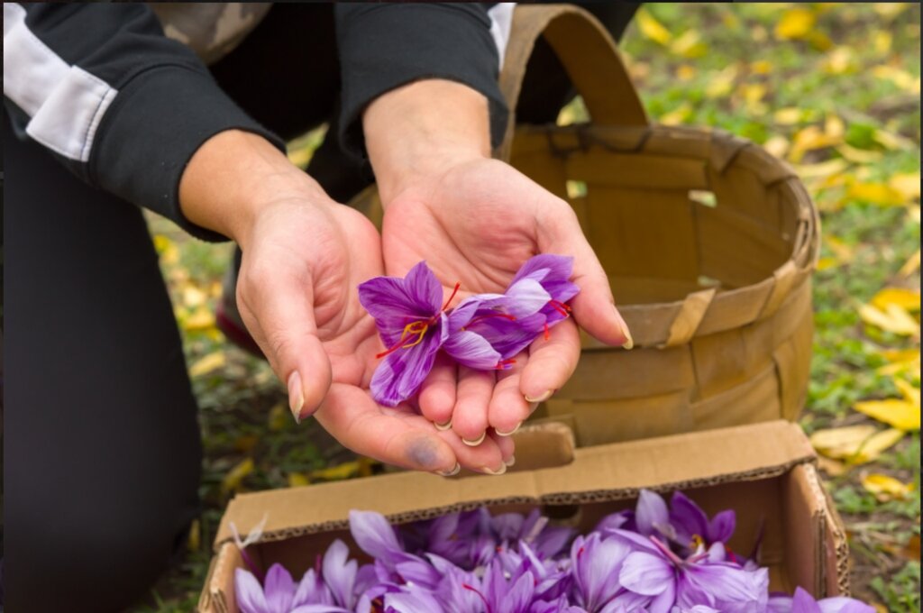 Gabriela Ilieva grows the "flower from heaven" in the Vratsa Balkan