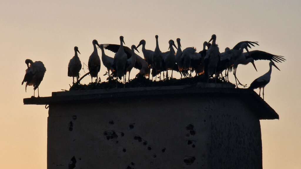 Щъркелите си тръгват, но над 200-300 топлолюбиви птици остават да зимуват