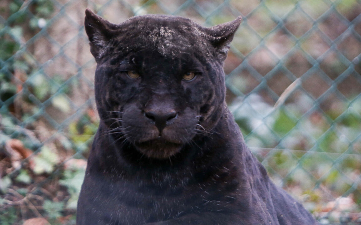 Siyah Leopar, yine “Şumensko Plato” Tabiatı Koruma Alanı topraklarında görüldü