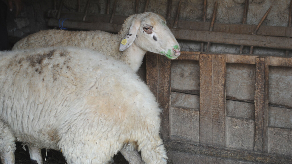 В община Кюстендил се прави преброяване на възприемчивите животни за болестта син език