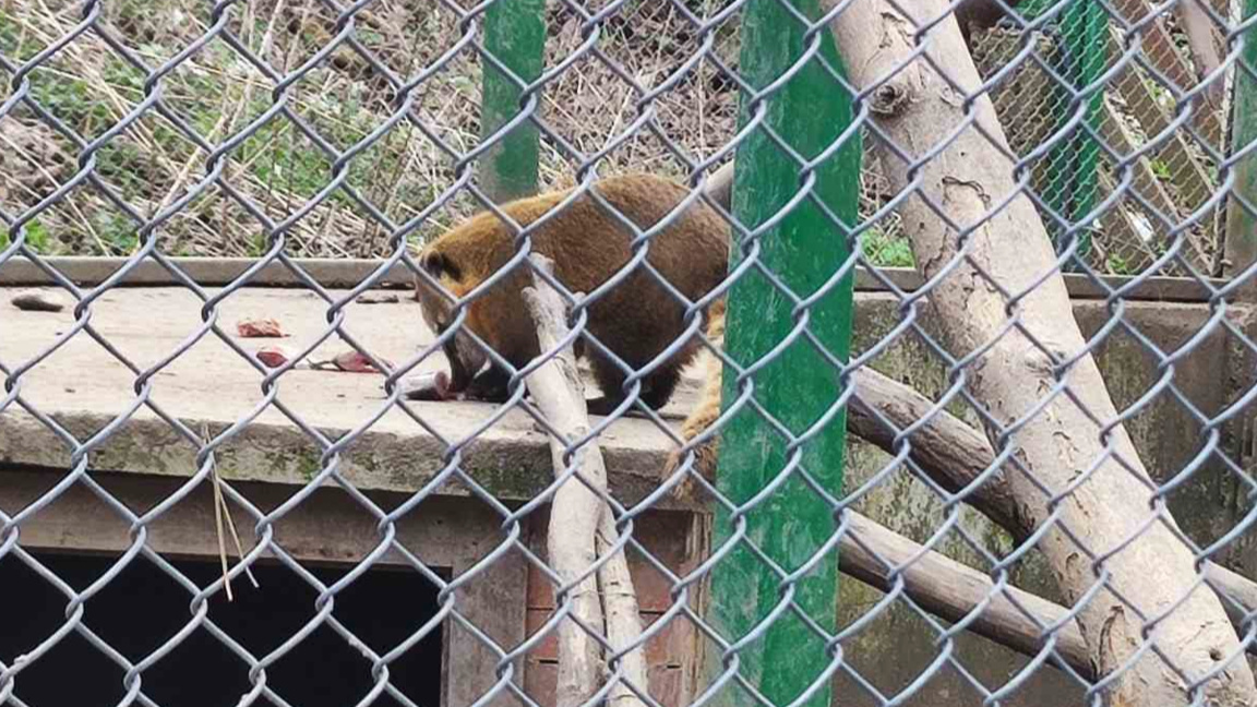 Специални грижи за животните в зоокъта 