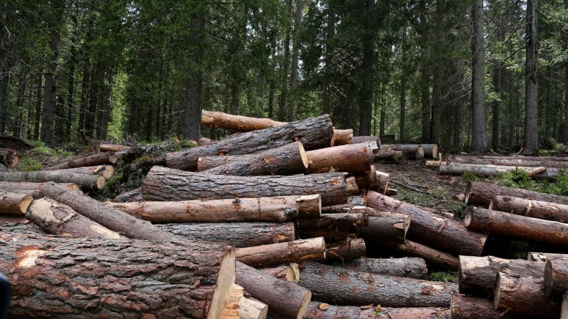 Level of illegal logging is alarmingly high, environmentalists warn