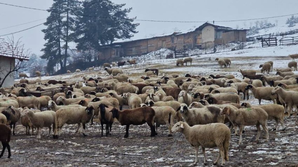 La CE a demandé une éradication rapide de la peste des petits ruminants à Vélingrad...