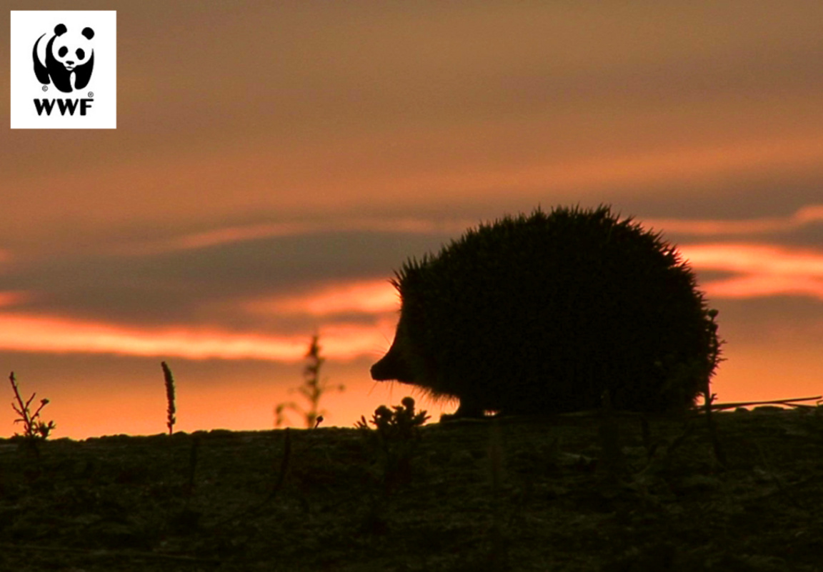 Nouvelle campagne de WWF-Bulgarie...