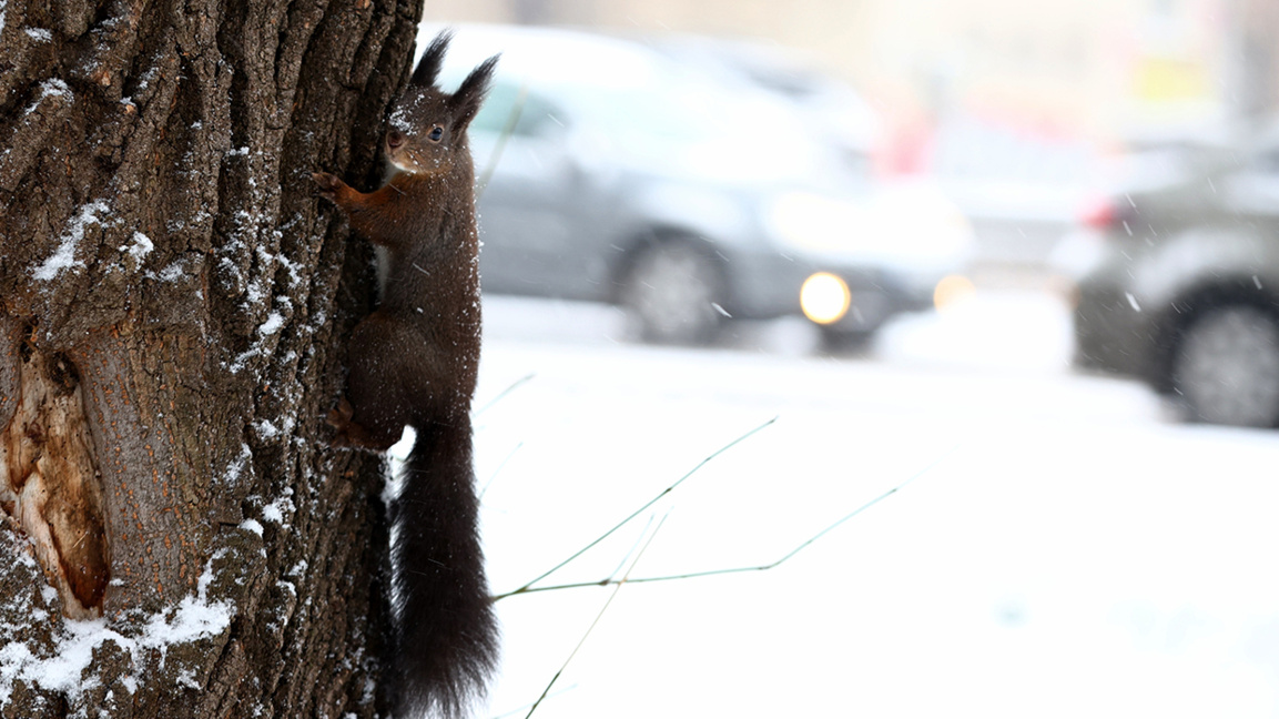 It will be sunny but frosty, precipitation will resume in the evening
