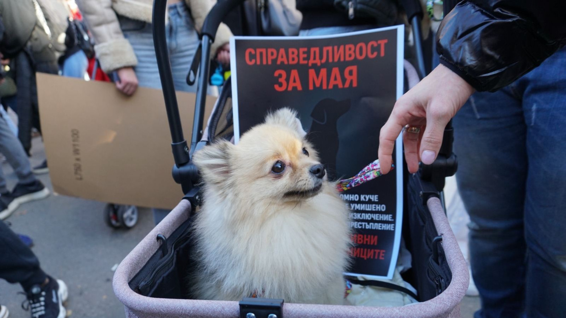 Протест пред ВМА: Ненад Цоневски ще бъде ли отстранен?