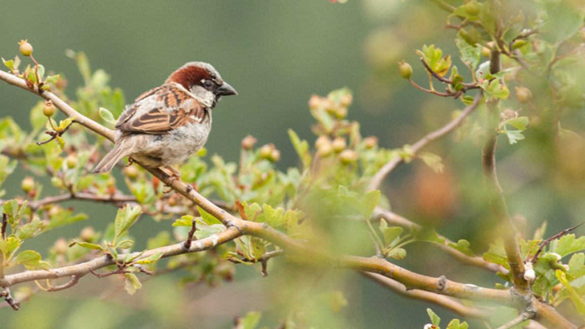Домашно врабче