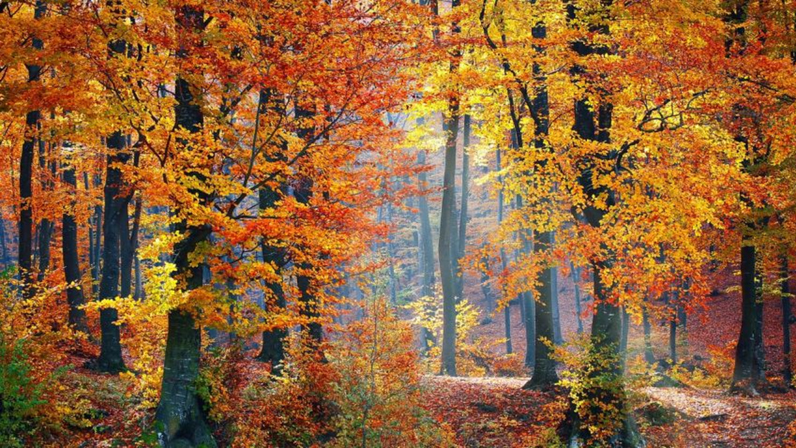 есен в парка