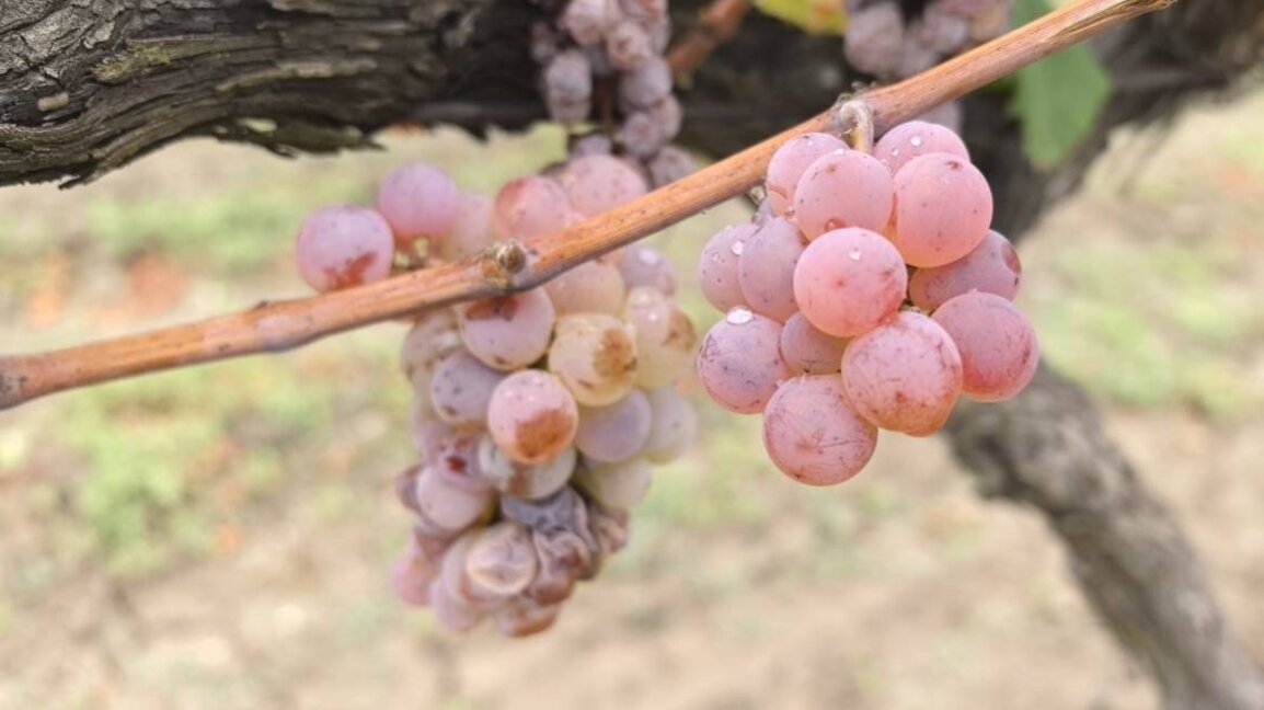 Geringere Traubenernte, aber stark wachsendes Interesse am Weinsektor in Bulgarien