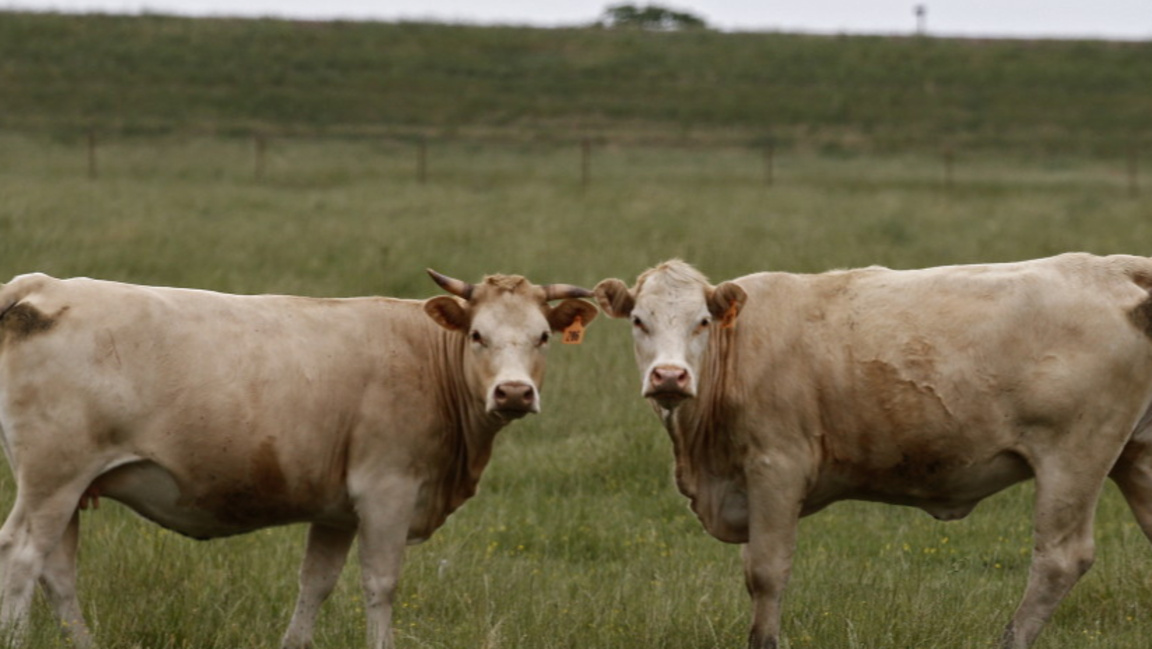 Британска фермерка бе глобена заради нападения на кравите ѝ срещу туристи